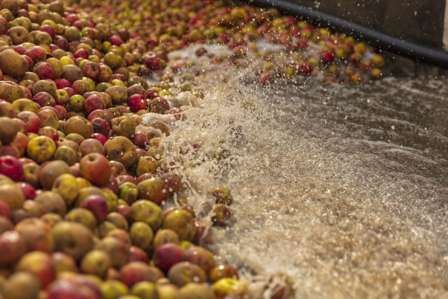 Comment faire du cidre, 6 étapes de fabrication du cidre - Val de Rance